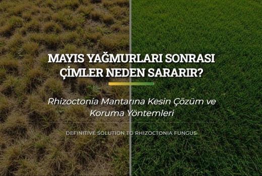 Çimlerde Kahverengi Yama (Rhizoctonia) Mantarı ve Çözümü