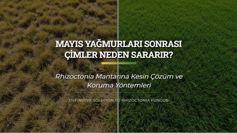 Çimlerde Kahverengi Yama (Rhizoctonia) Mantarı ve Çözümü