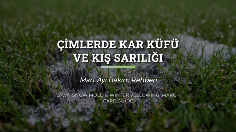Çimlerde Kar Küfü ve Kış Sarılığı: Mart Ayı Bakım Rehberi