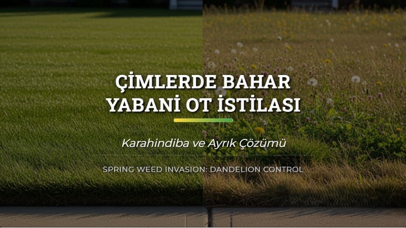 Çimlerde Bahar Yabani Ot İstilası: Karahindiba ve Ayrık Çözümü