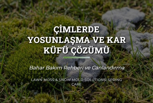 Çimlerde Yosunlaşma ve Kar Küfü Çözümü: Bahar Bakım Rehberi