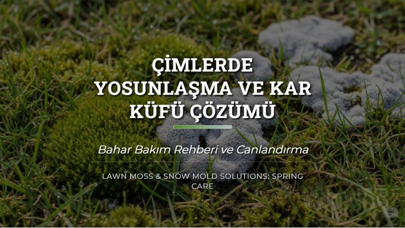 Çimlerde Yosunlaşma ve Kar Küfü Çözümü: Bahar Bakım Rehberi