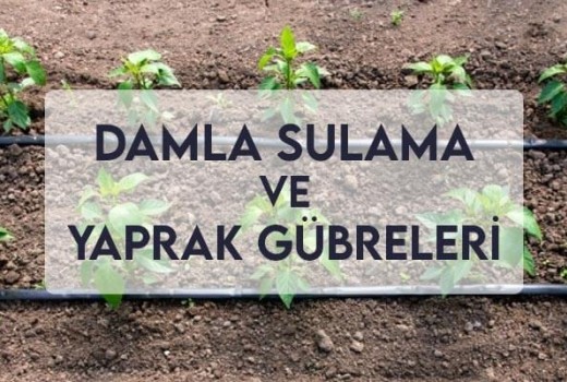 Damla Sulama ve Yaprak Gübreleri