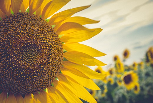 Doğal Solucan Gübresi Ayçiçeğinde Gübreleme