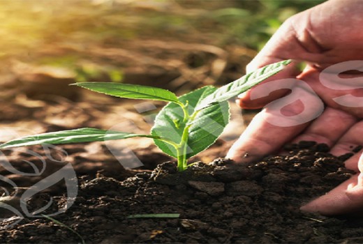 Solucan Gübresi Üretimi ve Yetiştiriciliği Nasıl Yapılır | Rivasol