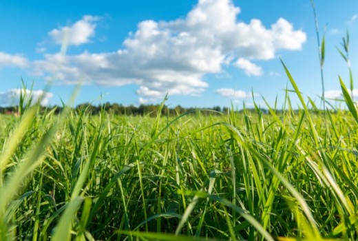 Doğal Solucan Gübresi İle Toprağın Su Tutma Kapasitesi Artar
