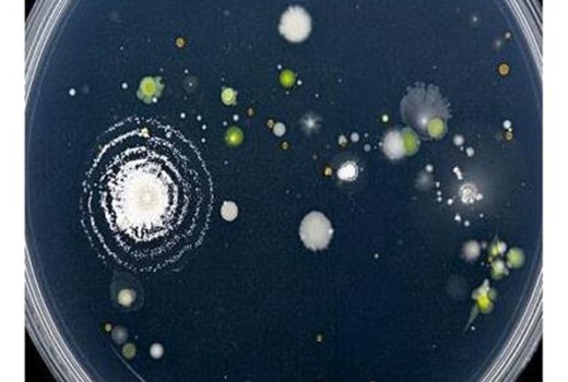 Doğal Solucan Gübresi'nin Toprak Kaynaklı Bitki Hastalıklarının Baskılanması