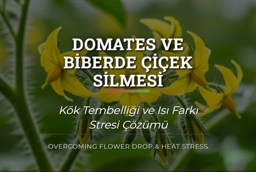 Domates ve Biberde Çiçek Silmesi: Isı Farkı Stresi ve Çözümü