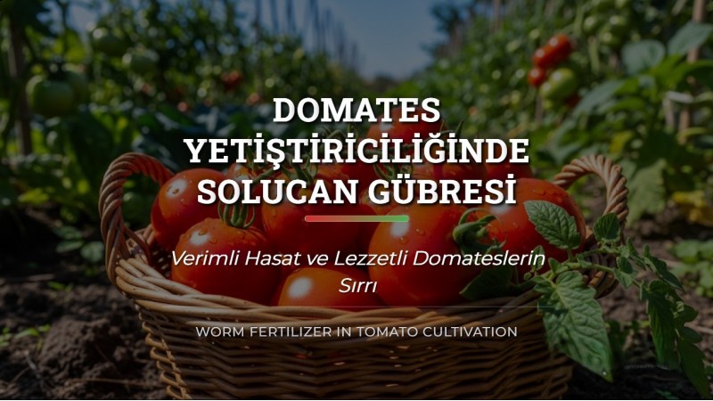 Domates Yetiştiriciliğinde Solucan Gübresi
