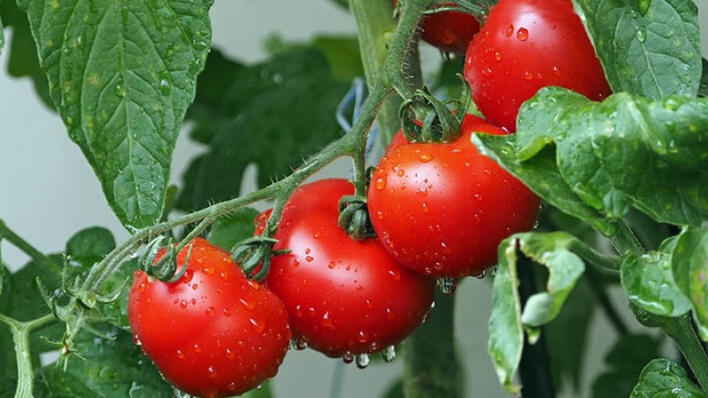 Domateste Solucan Gübresi Kullanımı