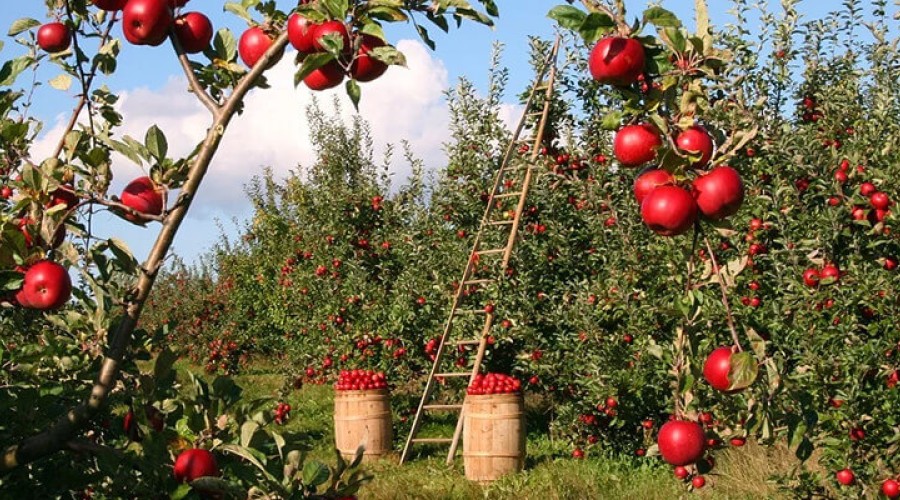 Elma Ağaçlarında Solucan Gübresi Kullanımı