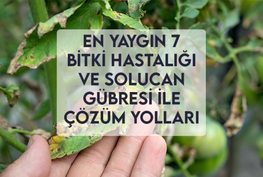 En Yaygın 7 Bitki Hastalığı ve Solucan Gübresi ile Çözüm Yolları