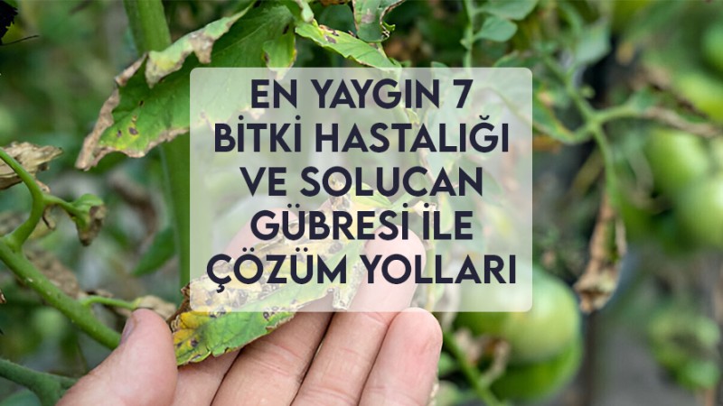En Yaygın 7 Bitki Hastalığı ve Solucan Gübresi ile Çözüm Yolları En Yaygın 7 Bitki Hastalığı ve Solucan Gübresi ile Çözüm Yolları