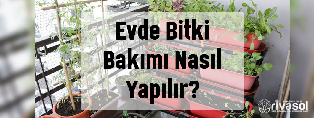 Evde Bitki Bakımı Nasıl Yapılır? | Rivasol Evde Bitki Bakımı Nasıl Yapılır? | Rivasol