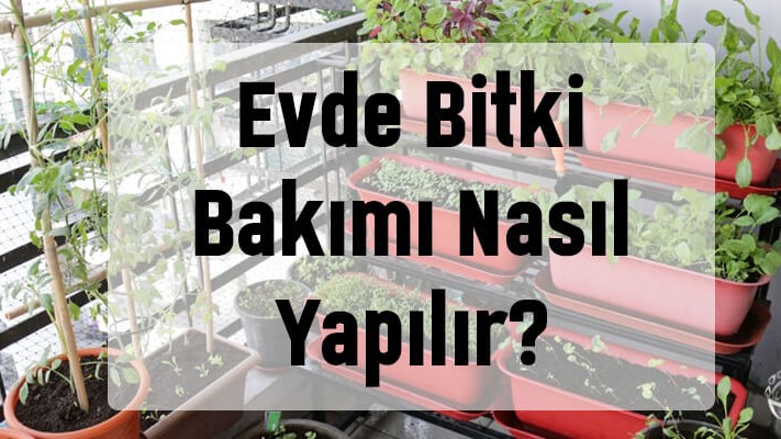 Evde Bitki Bakımı Nasıl Yapılır? Evde Bitki Bakımı Nasıl Yapılır?