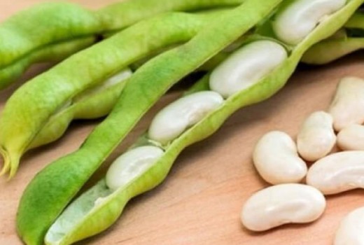 Fasulyede Solucan Gübresi Kullanımı