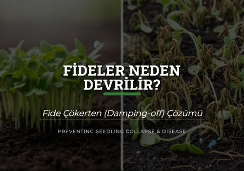 Fideler Neden Devrilir? Fide Çökerten (Damping-off) Çözümü