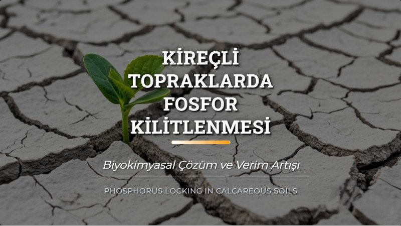 Kireçli Topraklarda Fosfor Kilitlenmesi ve Biyokimyasal Çözüm