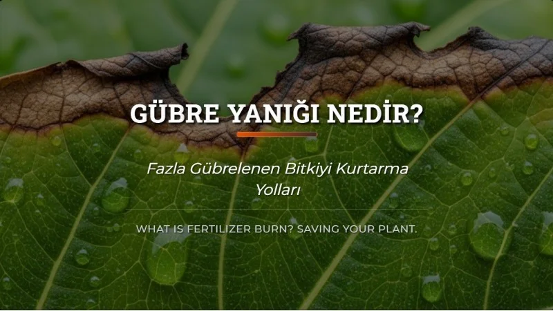 Gübre Yanığı Nedir? Fazla Gübrelenen Bitkiyi Kurtarma