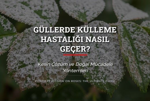 Güllerde Külleme Hastalığı Nasıl Geçer? Kesin Çözüm