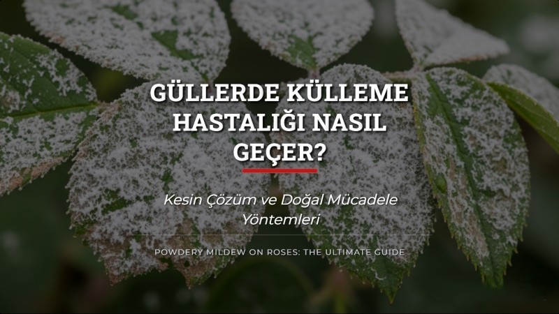 Güllerde Külleme Hastalığı Nasıl Geçer? Kesin Çözüm