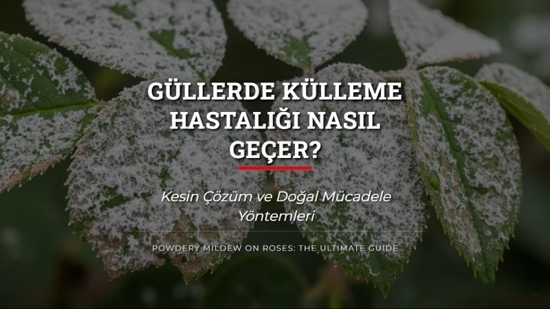 Güllerde Külleme Hastalığı Nasıl Geçer? Kesin Çözüm
