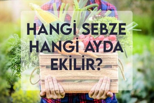 Hangi Sebze Hangi Ayda Ekilir?