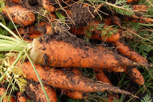 Havuçta Solucan Gübresi Nasıl Kullanılır?