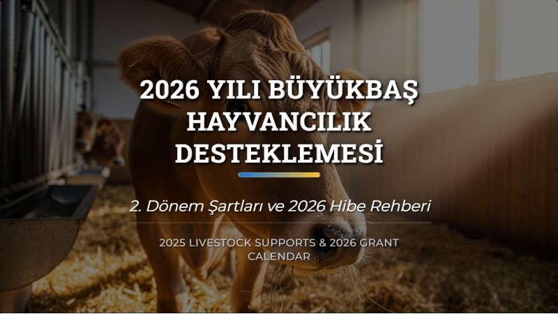 2026 Büyükbaş Hayvancılık Desteklemesi 2. Dönem: Başvuru ve Hibeler