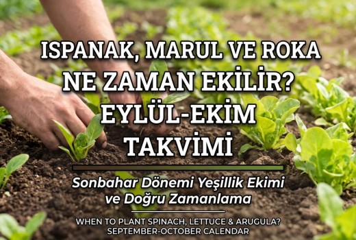 Sonbaharda Yeşillik Ne Zaman Ekilir? Ispanak Marul Roka Rehberi