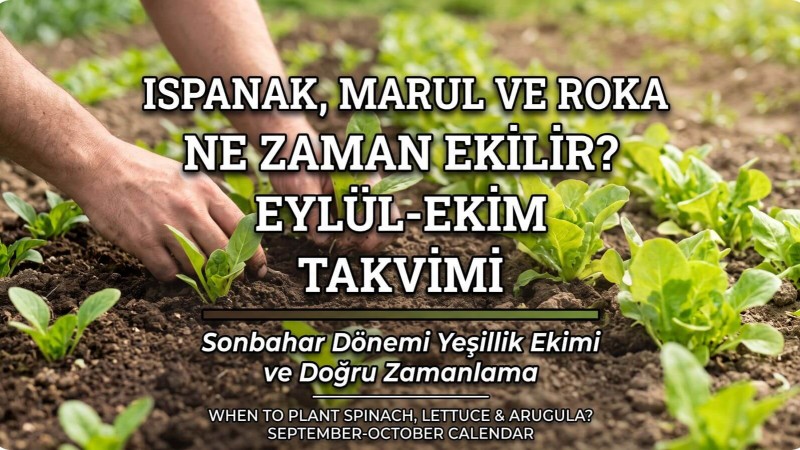 Sonbaharda Yeşillik Ne Zaman Ekilir? Ispanak Marul Roka Rehberi