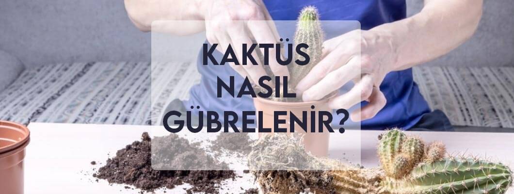 Kaktüs Nasıl Gübrelenir? Kaktüs Nasıl Gübrelenir?