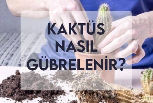 Kaktüs Nasıl Gübrelenir?