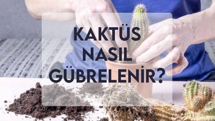 Kaktüs Nasıl Gübrelenir?