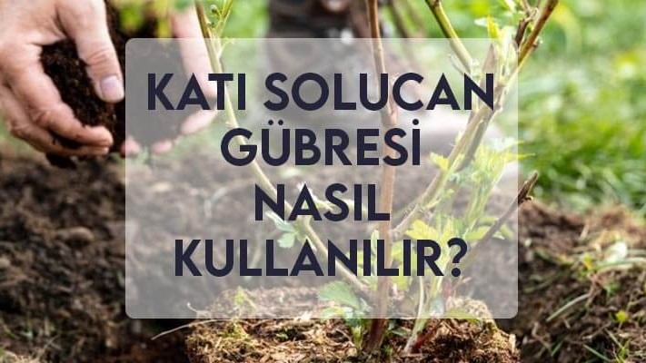 Katı Solucan Gübresi Nasıl Kullanılır? Katı Solucan Gübresi Nasıl Kullanılır?