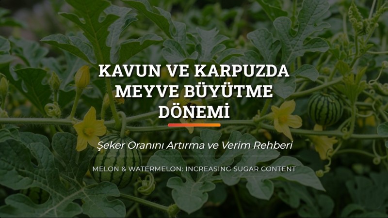 Karpuzda İç Boşalması Nasıl Önlenir? Kavun Tatlandırma Rehberi