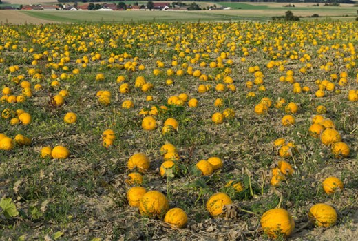 Kavunda Solucan Gübresi Nasıl Kullanılır?