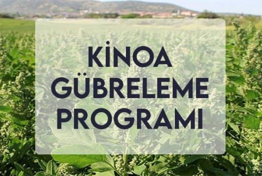 Kinoa Gübreleme Programı