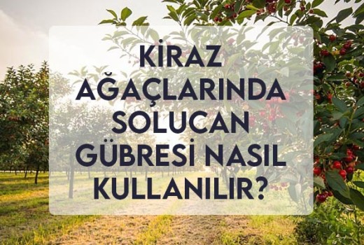 Kiraz Ağaçlarında Solucan Gübresi Nasıl Kullanılır?