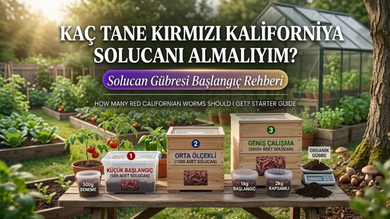 Kaç Tane Kırmızı Kaliforniya Solucanı Almalıyım?