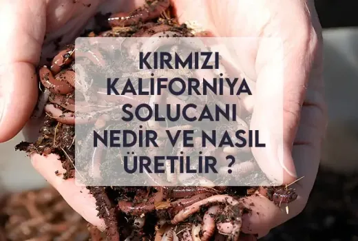 Kırmızı Kaliforniya Solucanı Nedir Ve Nasıl Üretilir ?