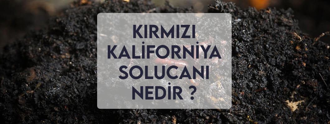 Kırmızı Kaliforniya Solucanları Hakkında Her Şey Kırmızı Kaliforniya Solucanları Hakkında Her Şey