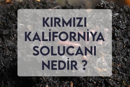 Kırmızı Kaliforniya Solucanları Hakkında Her Şey