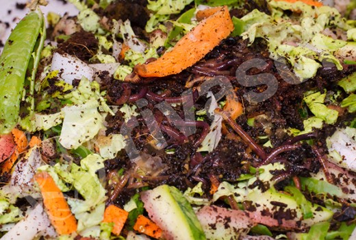 Kırmızı Kaliforniya Solucanı Nasıl Beslenir?