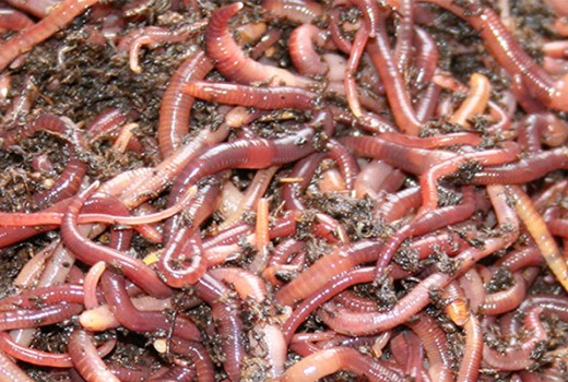 Solucan Gübresi Üretiminde Temel Bilgiler | Rivasol