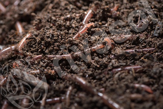 Kırmızı Kaliforniya Solucanlarımın Üremesini Nasıl Hızlandırabilirim?