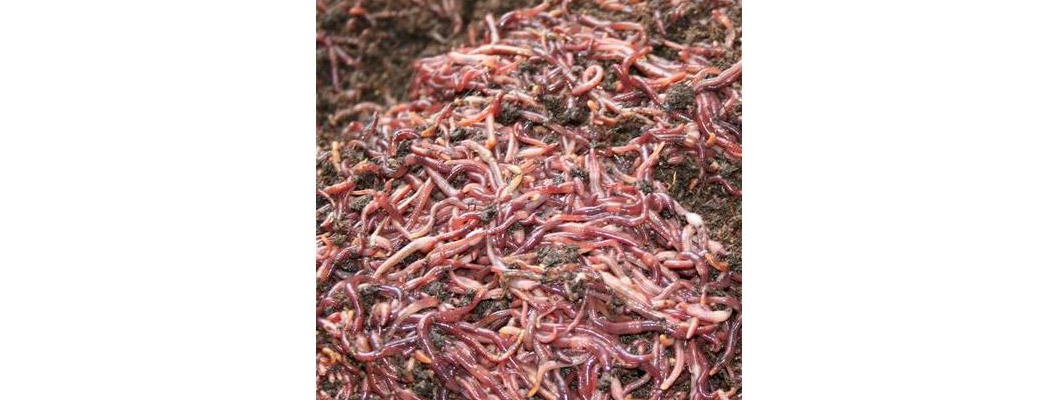 Kırmızı Kaliforniya Solucanlarını Tanıma Rehberi ( Eisenia foetida ) Kırmızı Kaliforniya Solucanlarını Tanıma Rehberi ( Eisenia foetida )