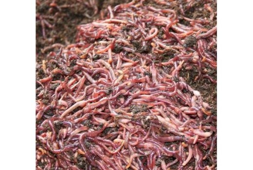 Kırmızı Kaliforniya Solucanlarını Tanıma Rehberi  ( Eisenia foetida )