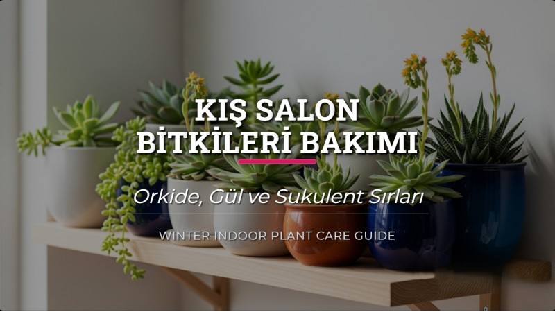 Kış Salon Bitkileri Bakımı | Orkide, Gül ve Sukulent Sırları