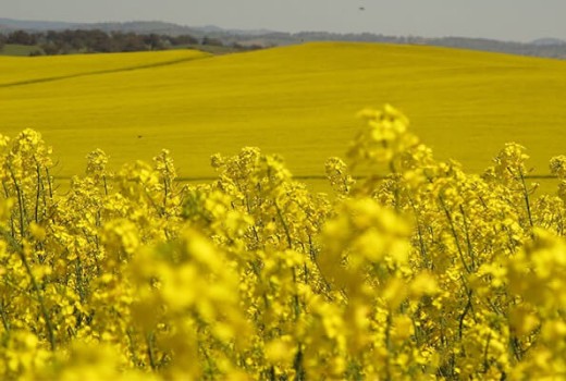 Kışlık Kanolada Solucan Gübresi Nasıl Kullanılır?